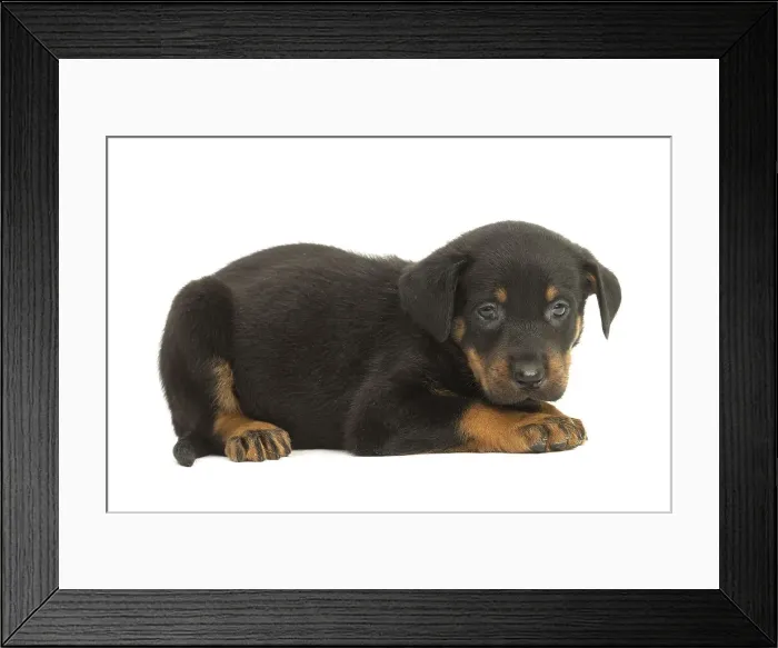 Framed Print : Picture No. 11991994 Framed Print : Picture No. 11991994