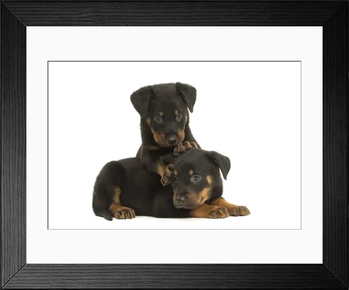 Framed Print : Picture No. 11991995 Framed Print : Picture No. 11991995