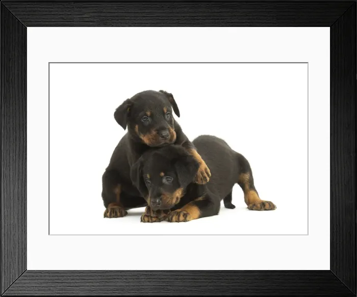 Framed Print : Picture No. 11991996 Framed Print : Picture No. 11991996