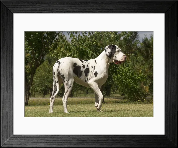Framed Print : Picture No. 11992001 Framed Print : Picture No. 11992001