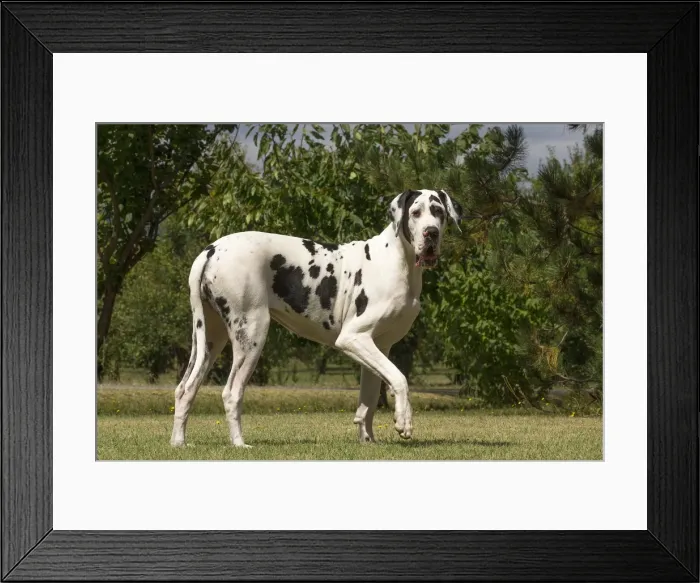 Framed Print : Picture No. 11992002