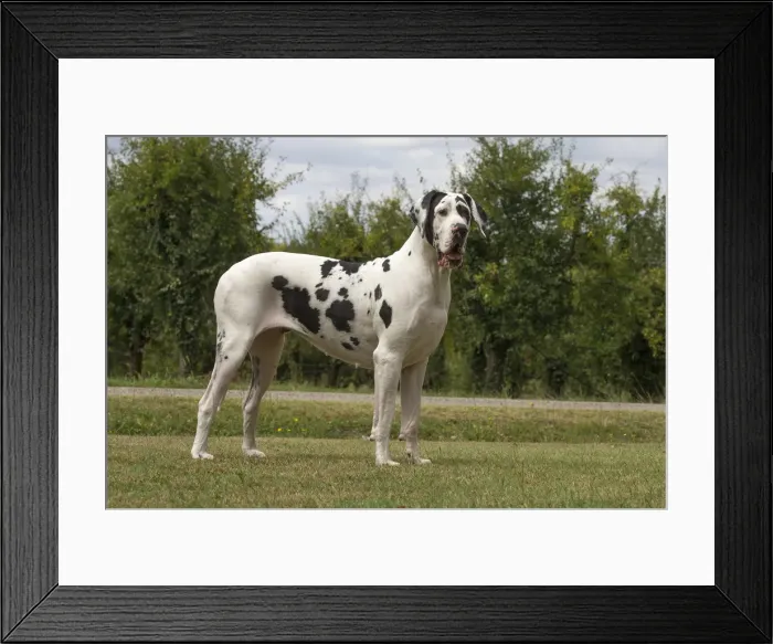 Framed Print : Picture No. 11992003 Framed Print : Picture No. 11992003