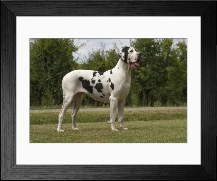 Framed Print : Picture No. 11992004 Framed Print : Picture No. 11992004