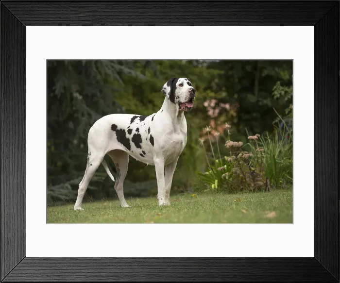 Framed Print : Picture No. 11992005 Framed Print : Picture No. 11992005