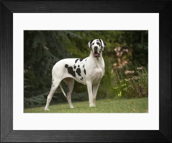 Framed Print : Picture No. 11992006 Framed Print : Picture No. 11992006