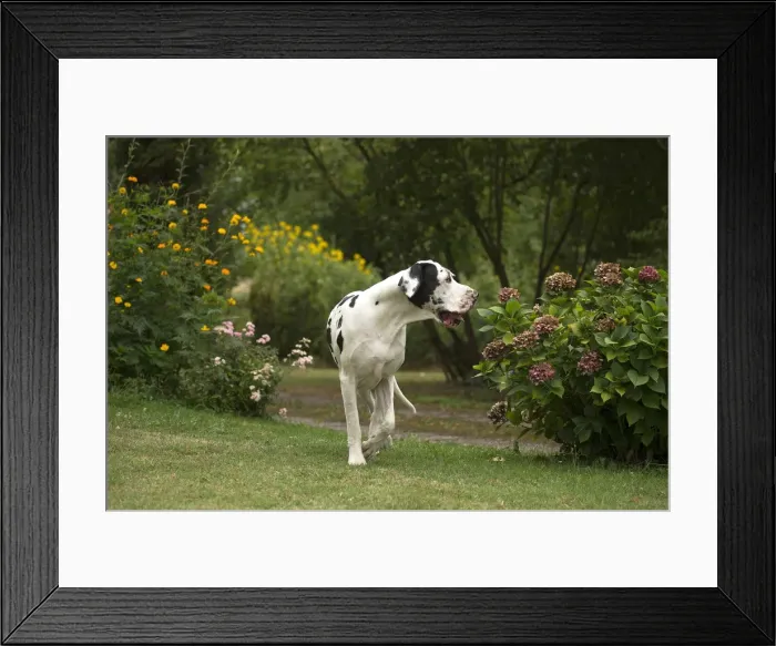 Framed Print : Picture No. 11992007 Framed Print : Picture No. 11992007