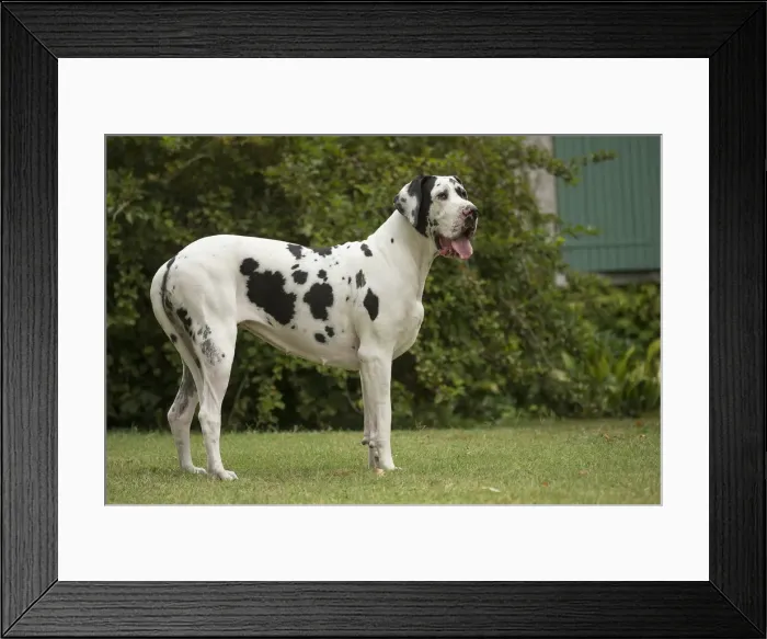 Framed Print : Picture No. 11992008