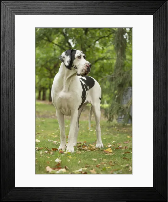 Framed Print : Picture No. 11992010 Framed Print : Picture No. 11992010
