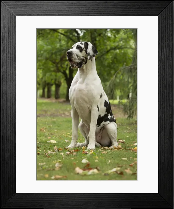 Framed Print : Picture No. 11992011 Framed Print : Picture No. 11992011