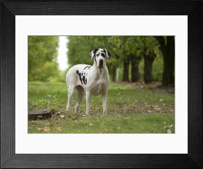 Framed Print : Picture No. 11992012 Framed Print : Picture No. 11992012