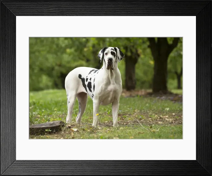 Framed Print : Picture No. 11992013 Framed Print : Picture No. 11992013