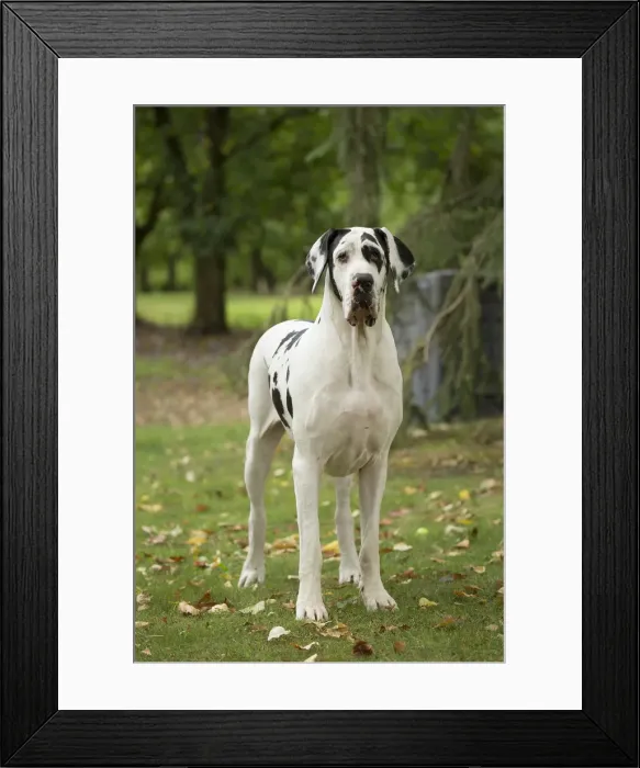 Framed Print : Picture No. 11992014 Framed Print : Picture No. 11992014