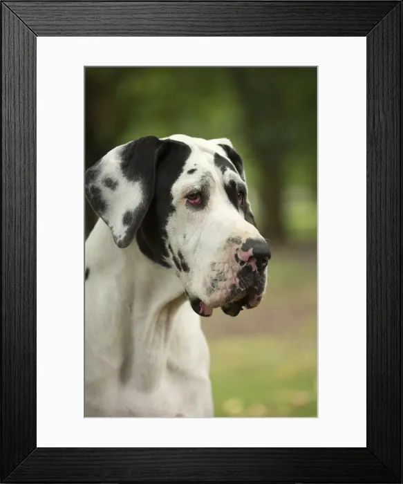 Framed Print : Picture No. 11992015 Framed Print : Picture No. 11992015