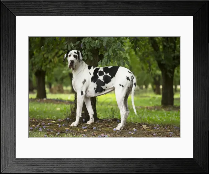 Framed Print : Picture No. 11992016 Framed Print : Picture No. 11992016