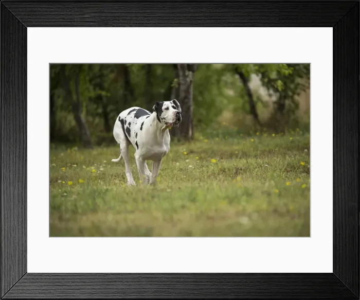 Framed Print : Picture No. 11992017 Framed Print : Picture No. 11992017