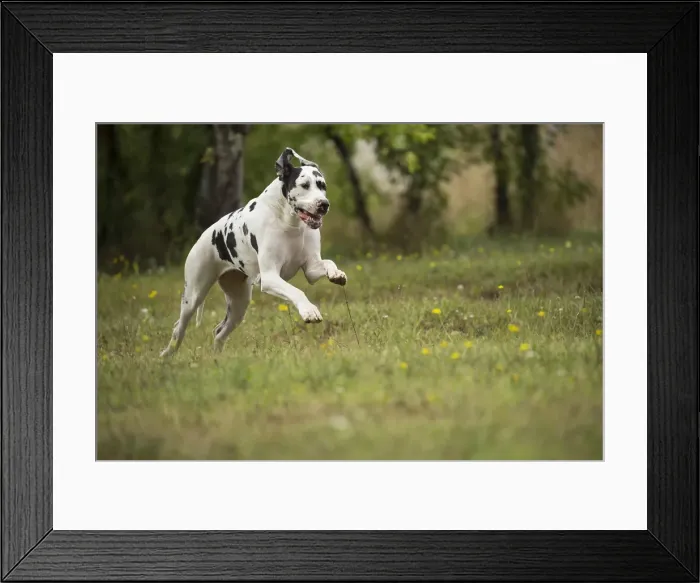 Framed Print : Picture No. 11992018 Framed Print : Picture No. 11992018