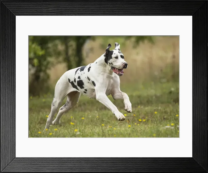 Framed Print : Picture No. 11992019 Framed Print : Picture No. 11992019