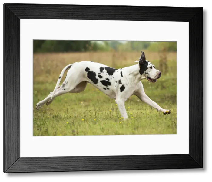 Framed Print : Picture No. 11992020 Framed Print : Picture No. 11992020