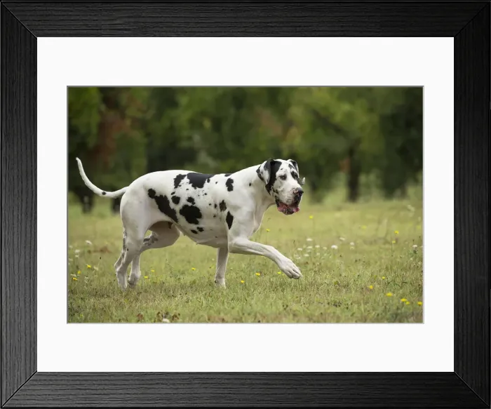 Framed Print : Picture No. 11992021 Framed Print : Picture No. 11992021