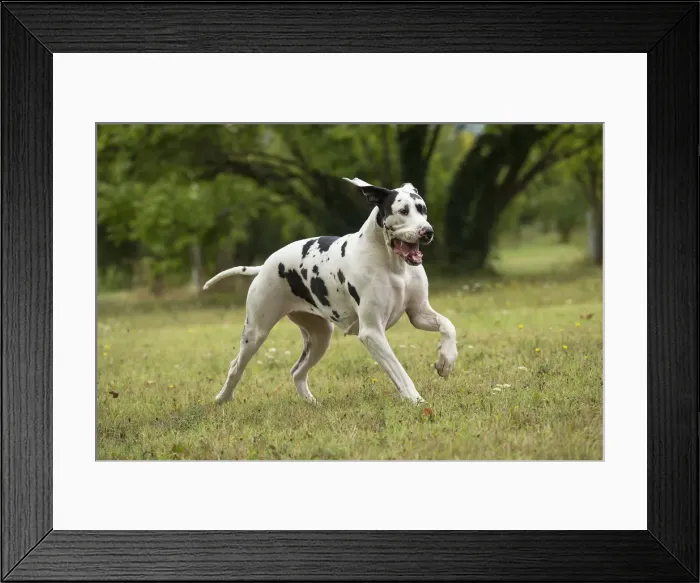 Framed Print : Picture No. 11992022 Framed Print : Picture No. 11992022