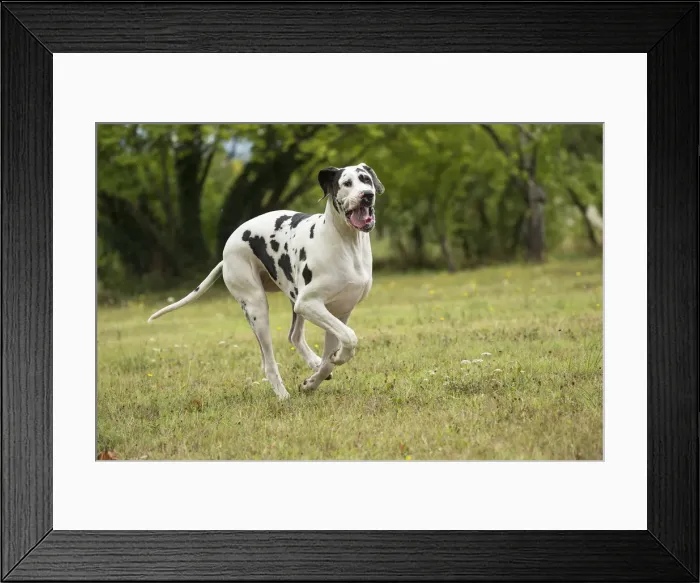 Framed Print : Picture No. 11992023 Framed Print : Picture No. 11992023