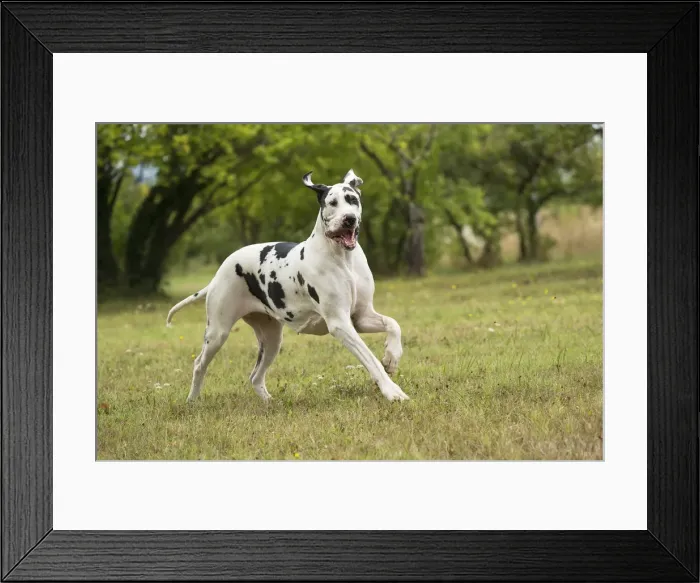 Framed Print : Picture No. 11992024 Framed Print : Picture No. 11992024