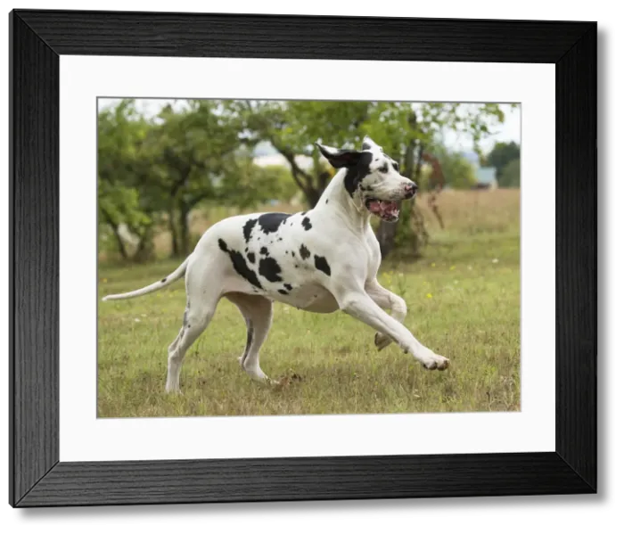 Framed Print : Picture No. 11992025 Framed Print : Picture No. 11992025