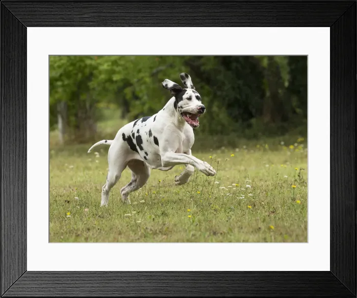 Framed Print : Picture No. 11992026 Framed Print : Picture No. 11992026