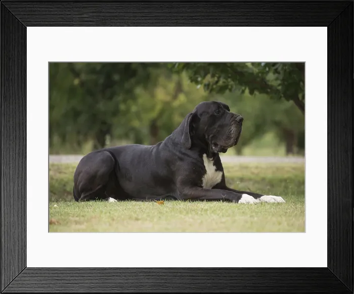 Framed Print : Picture No. 11992027 Framed Print : Picture No. 11992027