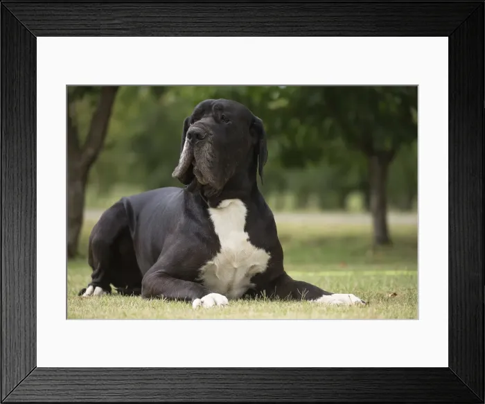 Framed Print : Picture No. 11992028 Framed Print : Picture No. 11992028