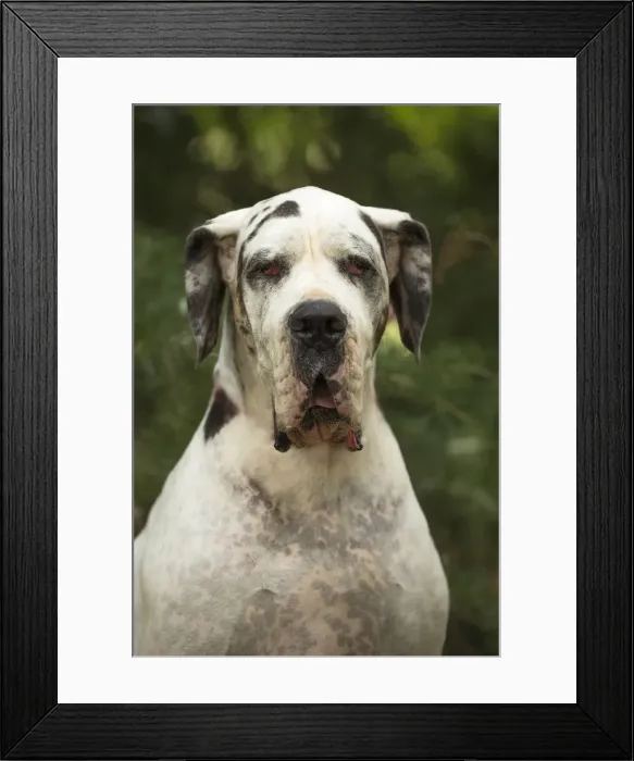 Framed Print : Picture No. 11992029 Framed Print : Picture No. 11992029