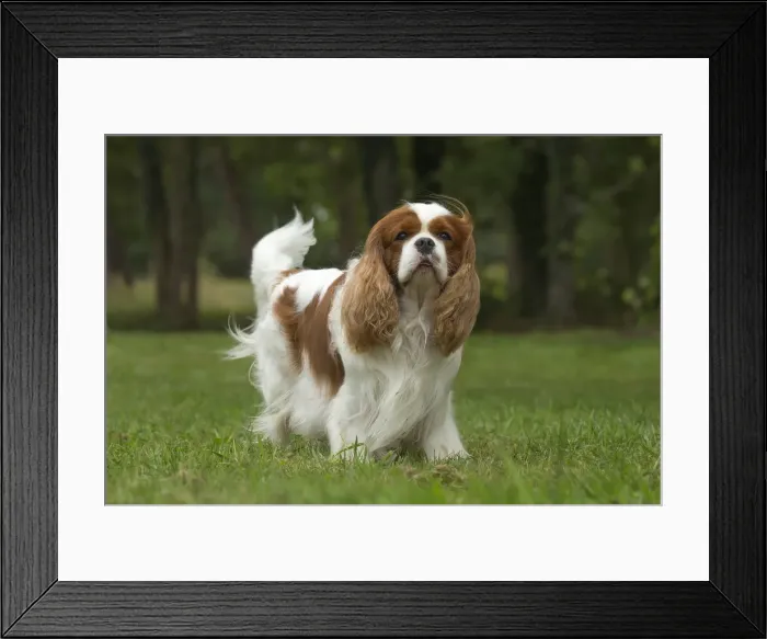 Framed Print : Picture No. 11992030 Framed Print : Picture No. 11992030