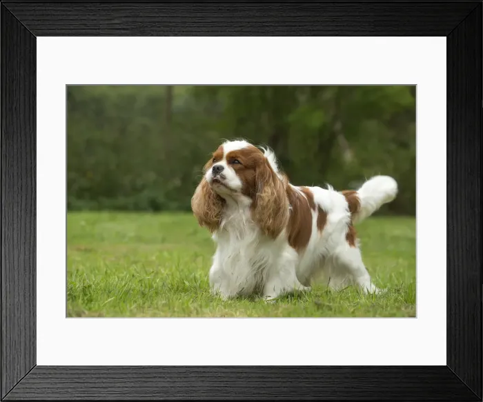 Framed Print : Picture No. 11992031 Framed Print : Picture No. 11992031