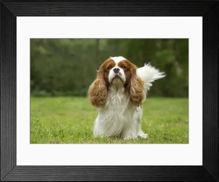 Framed Print : Picture No. 11992032 Framed Print : Picture No. 11992032