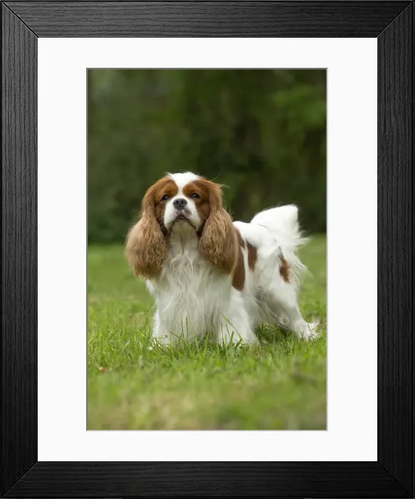 Framed Print : Picture No. 11992033 Framed Print : Picture No. 11992033