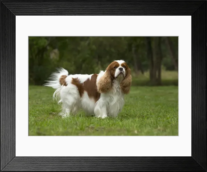 Framed Print : Picture No. 11992034 Framed Print : Picture No. 11992034