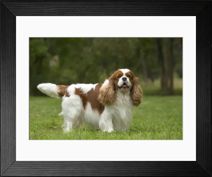 Framed Print : Picture No. 11992035 Framed Print : Picture No. 11992035