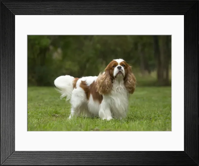 Framed Print : Picture No. 11992036 Framed Print : Picture No. 11992036