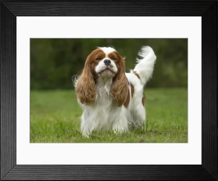 Framed Print : Picture No. 11992037 Framed Print : Picture No. 11992037