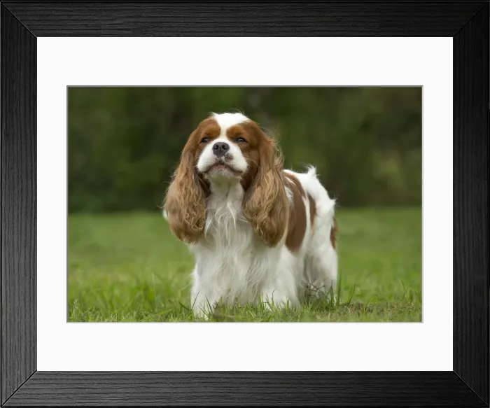 Framed Print : Picture No. 11992038 Framed Print : Picture No. 11992038