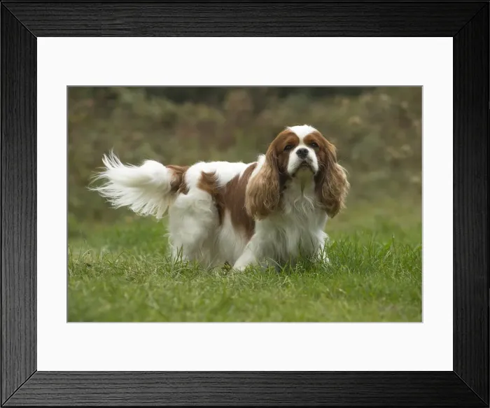 Framed Print : Picture No. 11992039 Framed Print : Picture No. 11992039