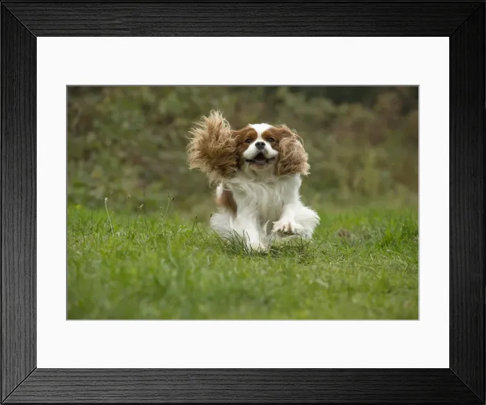 Framed Print : Picture No. 11992041 Framed Print : Picture No. 11992041