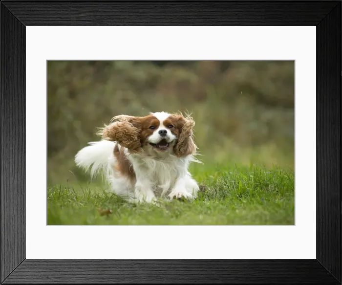 Framed Print : Picture No. 11992042 Framed Print : Picture No. 11992042