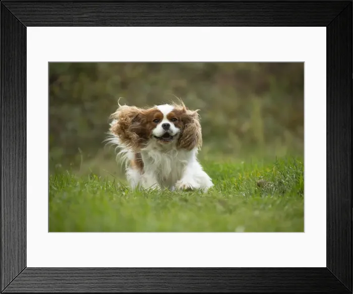 Framed Print : Picture No. 11992044 Framed Print : Picture No. 11992044