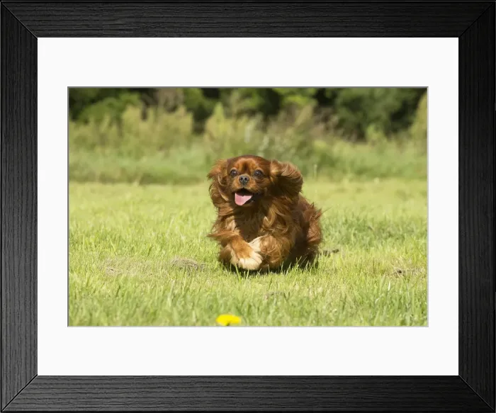 Framed Print : Picture No. 11992047 Framed Print : Picture No. 11992047