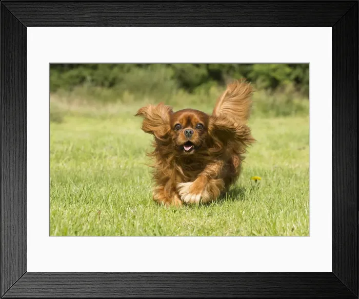 Framed Print : Picture No. 11992048 Framed Print : Picture No. 11992048