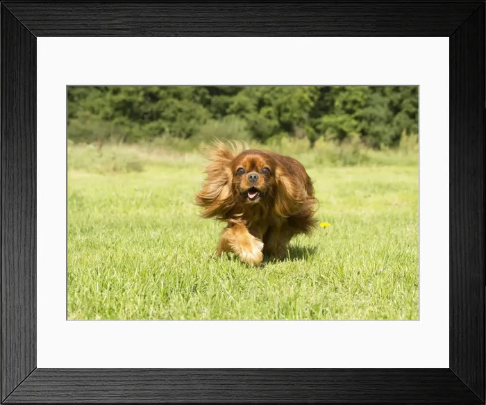 Framed Print : Picture No. 11992049 Framed Print : Picture No. 11992049