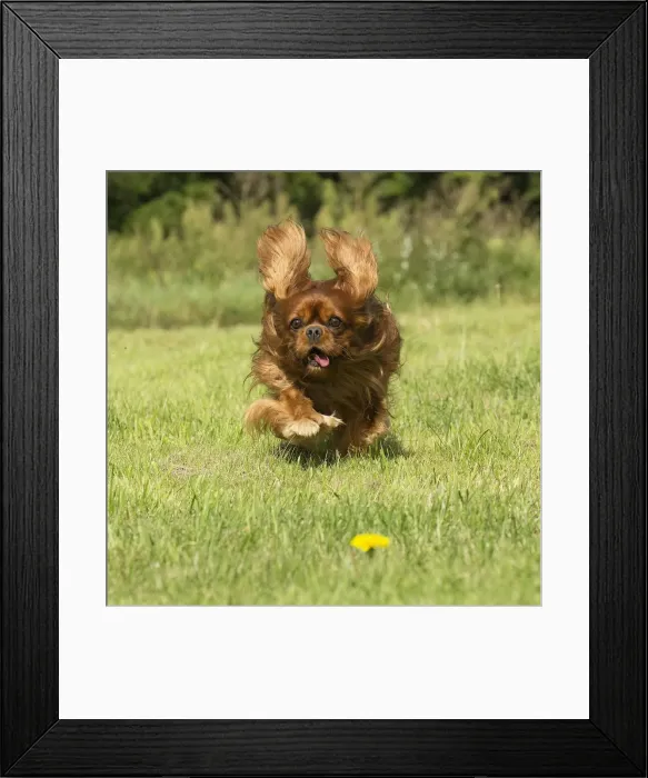 Framed Print : Picture No. 11992050 Framed Print : Picture No. 11992050