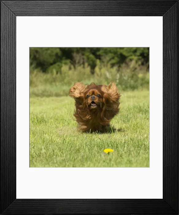 Framed Print : Picture No. 11992051 Framed Print : Picture No. 11992051