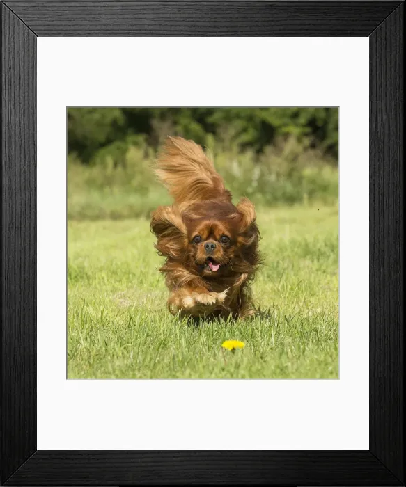 Framed Print : Picture No. 11992052 Framed Print : Picture No. 11992052
